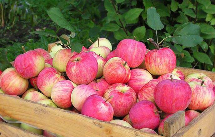 Frukten från Shtrifel-äppelträdet kan torkas och konserveras.