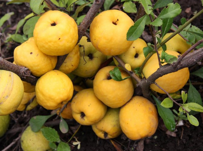 Japanese prutas na quince