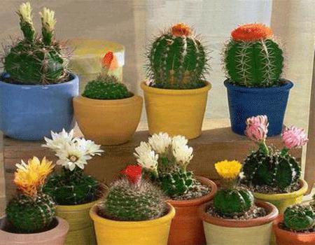 cactus urât sau bun în casă