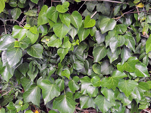 Канарски бръшлян / Hedera canariensis