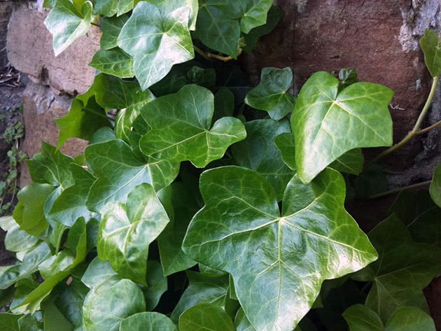 Karaniwang ivy / Hedera helix