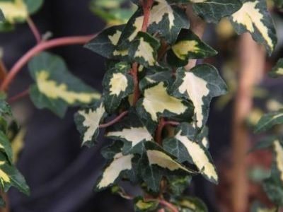 Common ivy garden planting and care