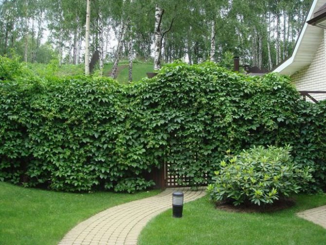 Common ivy is one of the most common climbing plants.