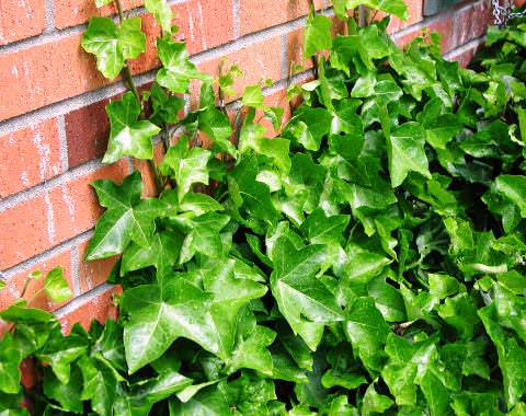 Ivy - planting and care