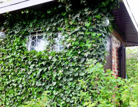 Ivy planting and care