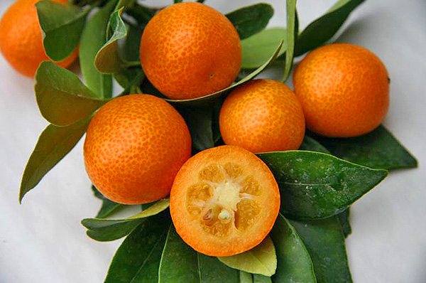 Kumquats struktur liknar citrusfrukter
