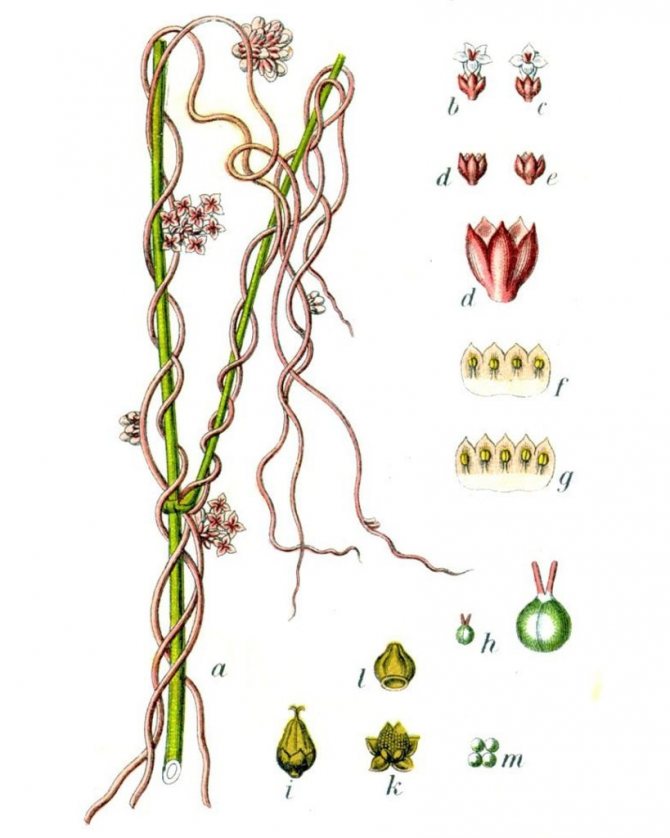 I strukturen liknar ogräset en liana - den har inte ett rotsystem och löv