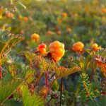 In appearance, the cloudberry berry is similar to raspberry, but its aroma and color is different.