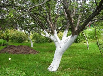 Pokok bercat putih