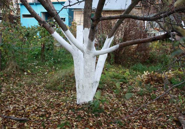 Бели череши през есента подготовка за зимата
