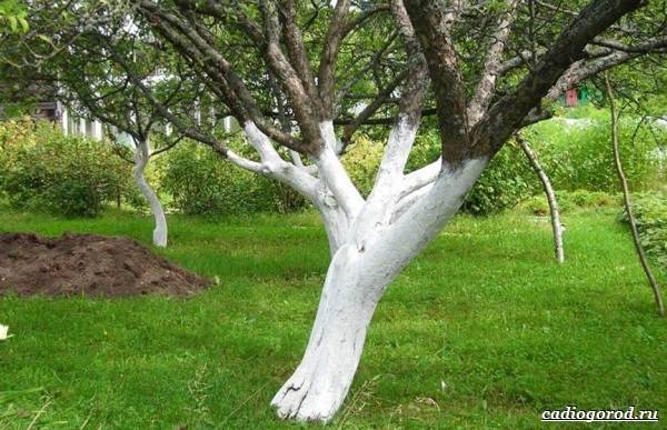 Whitewashing-trees-For-what-when-and-what-to-whiten-trees-2