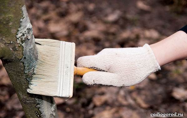 Whitewashing-trees-For-what-when-and-what-to-whiten-trees-6
