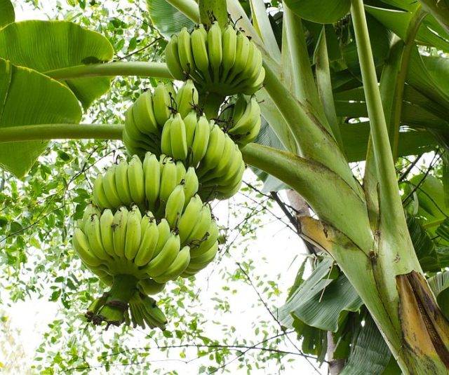 De ce o banană este o plantă, iar fructele ei sunt fructe de padure
