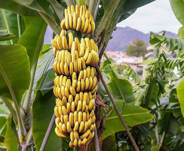 Proč je banán bylinou a jeho plody jsou bobule