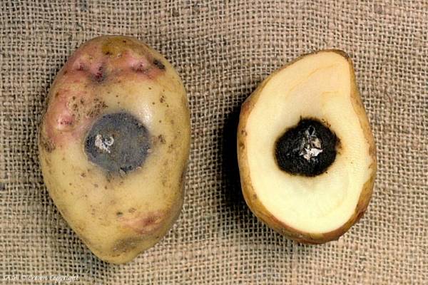 Why does potato turn black