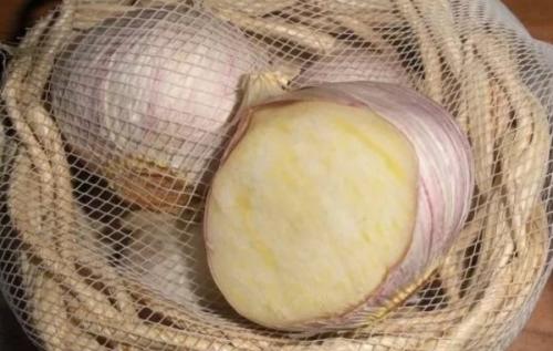 Why did garlic grow in one head? Why garlic hasn't split into cloves