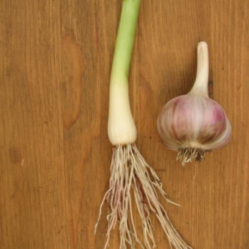 Why did garlic grow in one head? Why the garlic hasn't split into cloves 07