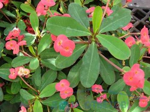 Why does the euphorbia flower shed its leaves? Euphorbia: leaves turn yellow and fall off
