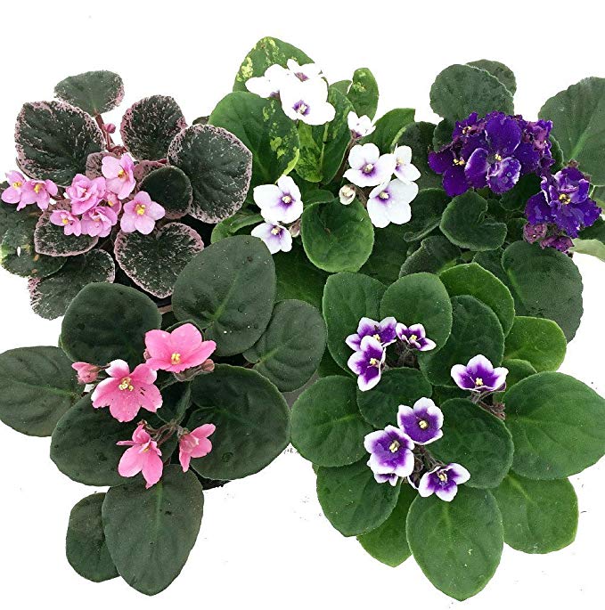 why the violet does not bloom and there are many leaves