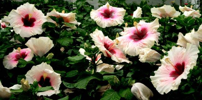 bakit ang hibiscus ay nagbubuhos ng mga buds