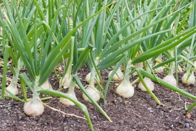 Why does the onion rot in the garden and during storage? How to solve the problem?
