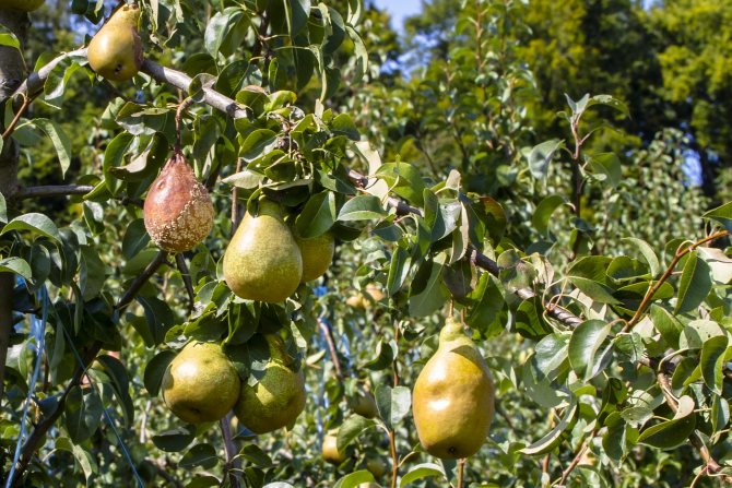 Varför päron ruttnar på ett träd: vad ska man göra om frukt på ett päron spricker och ruttnar från insidan