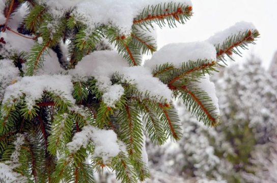 Why conifers don't freeze in winter