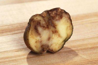 Varför blir potatis grön och blir svart inuti under lagring, och varför groddar det, hur man undviker vegetabiliska sjukdomar?