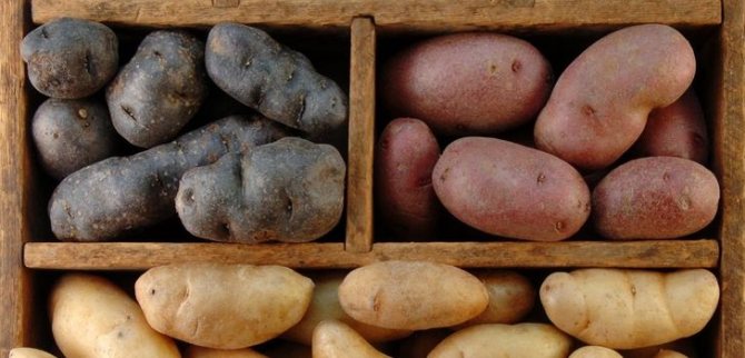Why does potato turn black in storage