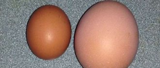 Why chickens lay small eggs