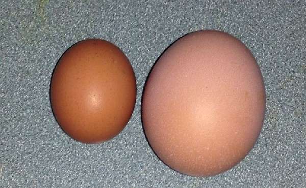 De ce puii ouă mici
