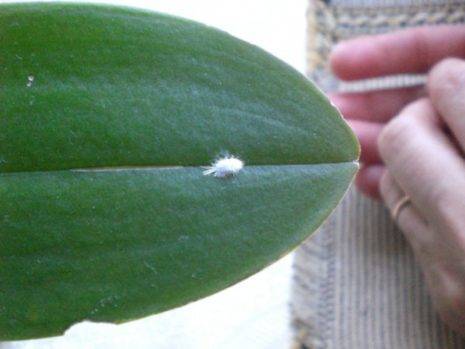 Mengapa titisan melekit muncul pada daun orkid
