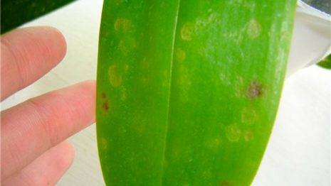 Why do sticky drops appear on orchid leaves