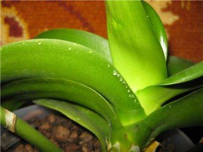 Warum erscheinen klebrige Tropfen auf Orchideenblättern?