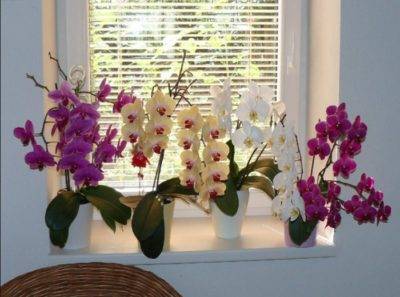 Warum erscheinen klebrige Tropfen auf Orchideenblättern?