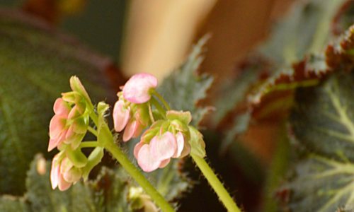 why begonia doesn't bloom