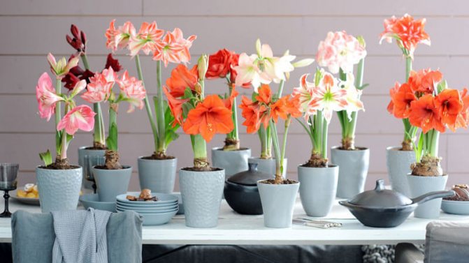 why does not hippeastrum bloom