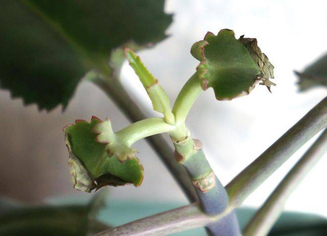 why does not Kalanchoe bloom at home
