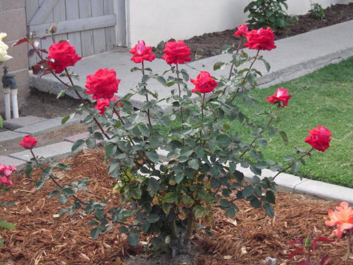 de ce nu înflorește un trandafir de tufiș