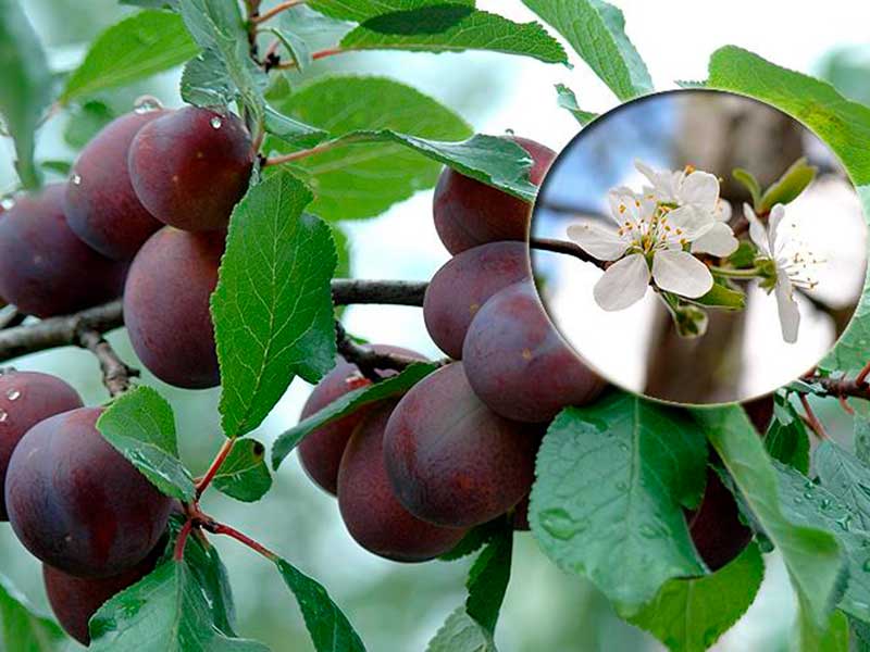 Varför bär inte plommonblomman frukt vad man ska göra hur man gör