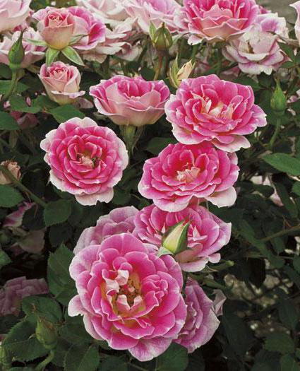 why does not the floribunda rose bloom?