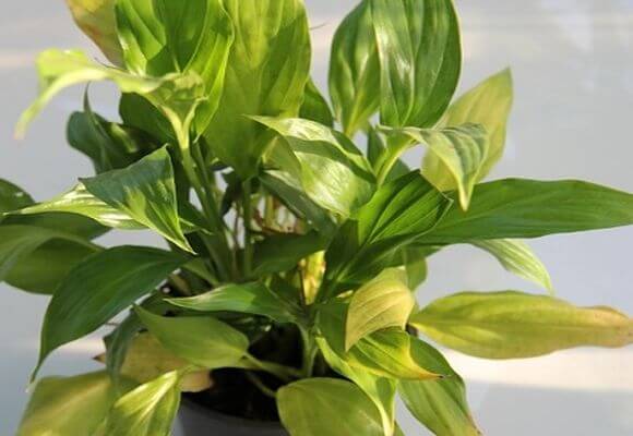 Why spathiphyllum does not bloom - reasons and how to make it bloom