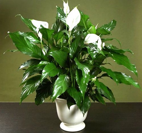 Why spathiphyllum does not bloom - reasons and how to make it bloom
