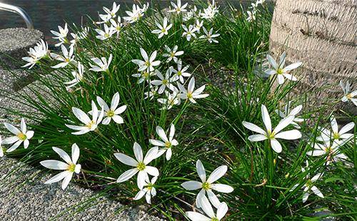 Why Zephyranthes does not bloom
