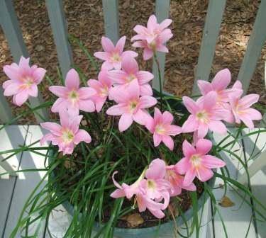 Why Zephyranthes does not bloom