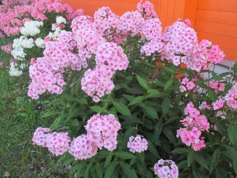 Why perennial phlox do not bloom - reasons and tips for solving the problem