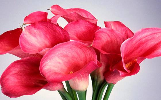 Why calla lilies don't bloom