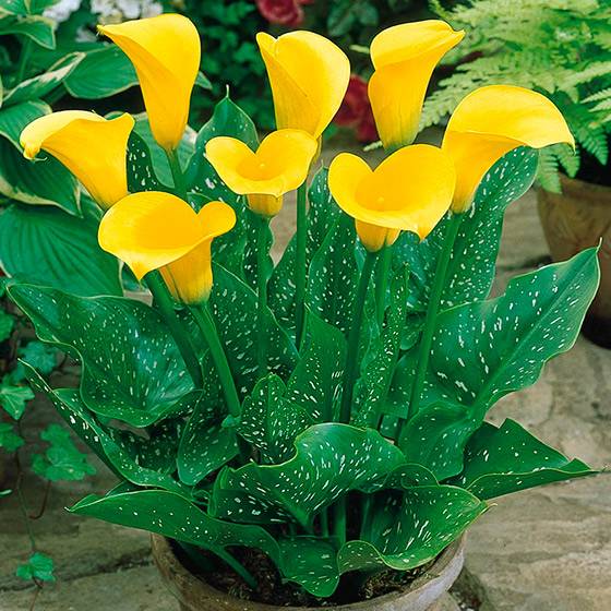 Why calla lilies don't bloom