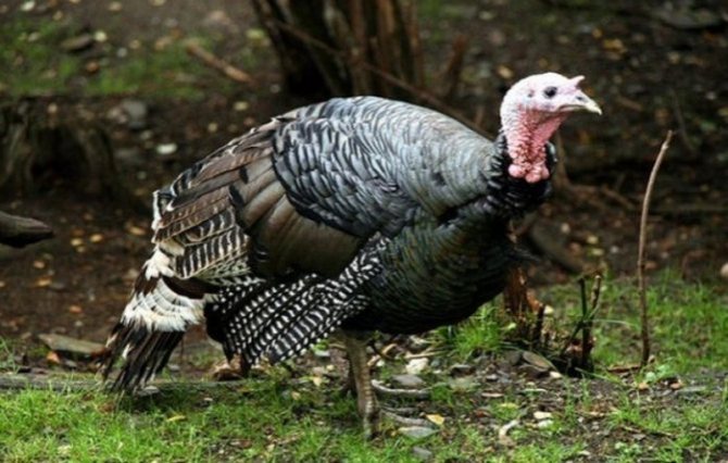 Why aren't the turkeys rushing?