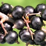 Warum rote und schwarze Johannisbeeren keine Früchte tragen: Was sind die Gründe und wie kann man das beheben?